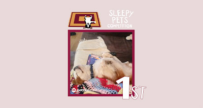 Rescue dog voted Britain's sleepiest pet