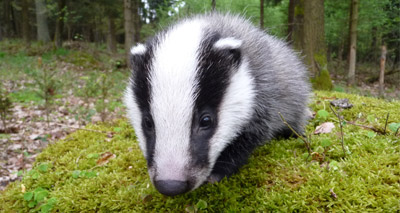 Badger culls to continue in 2016