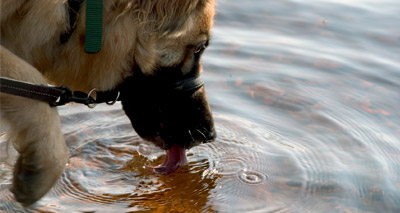 Study reveals mechanics of dogs drinking