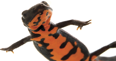 Committee halts trade in newts and salamanders