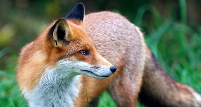 Welfare committee seeks evidence on hunting with dogs