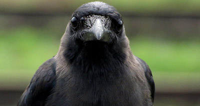 Footage captures hook-making habits of crows