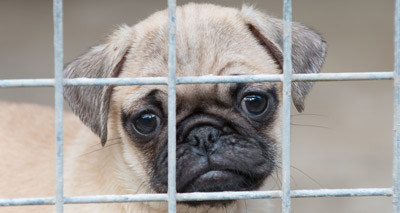 Illegally imported puppies to spend Christmas in quarantine