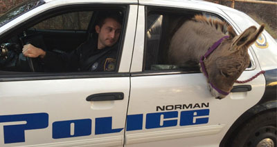 Lost donkey hitches a ride with the police