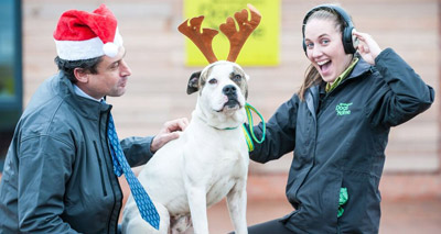 Sound system brings festive joy to homeless dogs