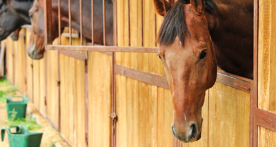 Insecticide nets offer protection for stabled horses