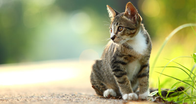 Nearly 1m cats at greater risk of FIV, PDSA warns
