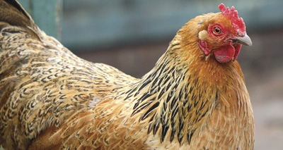 Funding to improve poultry vaccines
