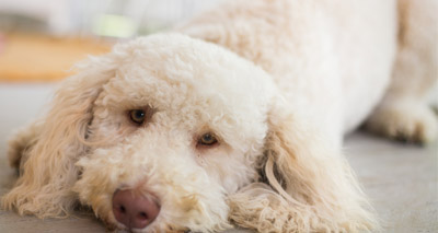 Kennel Club may officially recognise crossbreeds
