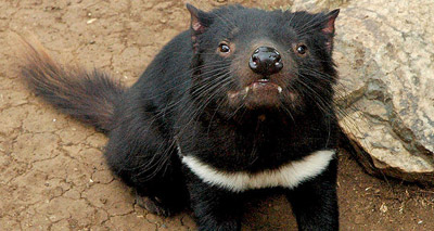 New form of contagious cancer found in Tasmanian devils