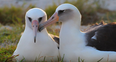 'World's oldest bird' lucky in love