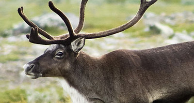 Reindeer gallops down residential street