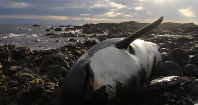 Killer whale dies as a result of entanglement