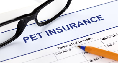 One in 10 not happy with pet insurance