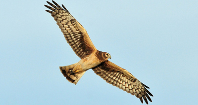 New plan to save hen harriers