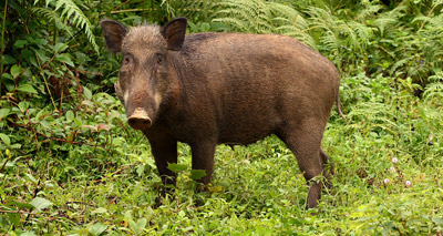 Pigs running wild in Hong Kong