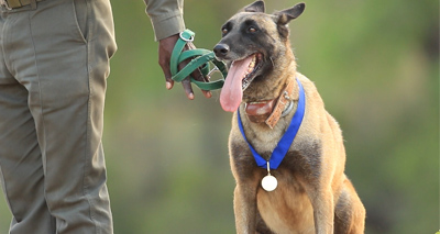 Top honour for poacher-tracking dog