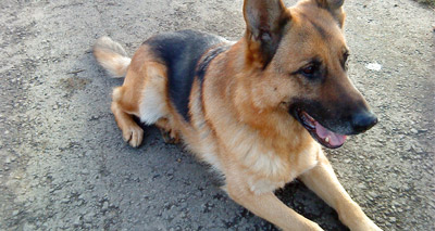 Police dog receives PDSA devotion award