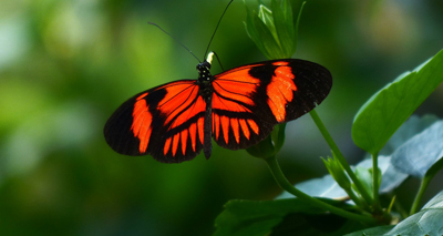 'Genetic paint box' creates new wing patterns