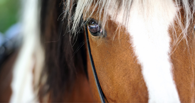 Owners urged to 'do their research' when re-homing horses