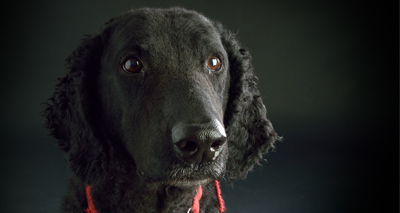Puppy power heads to Bolton university