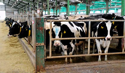 Defra earmarks £65m for animal disease
