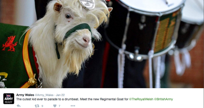 Regimental goat appointed by Welsh battalion