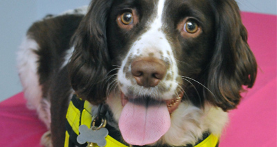 'Timid' rescue dog overcomes fear and wins PDSA award