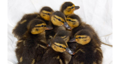 'Early birds' rescued in Hampshire