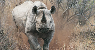 Slight fall in rhino poaching