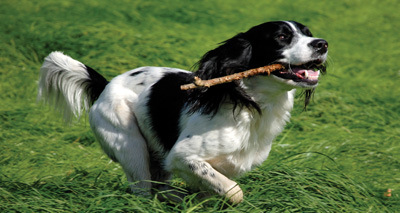 Sticks could give dogs "horrific injures," BVA warns