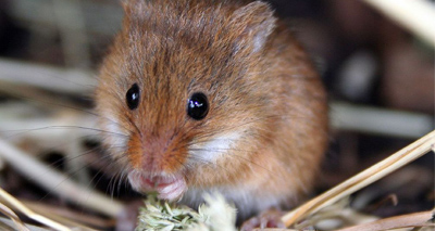 'Cluster' scheme finds extinct Beatrix Potter icon