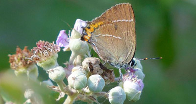 Rare UK butterfly under threat