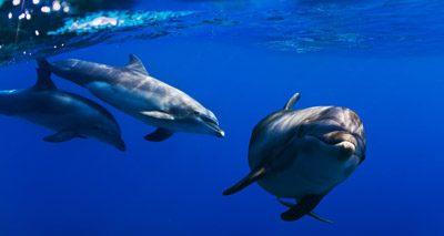 Europe's dolphins threatened by banned chemicals