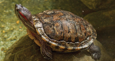 Frozen turtle brought back to life