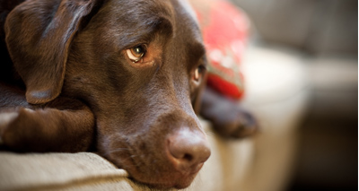 'New approach needed' for pet custody battles