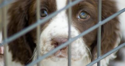 Rise in dog imports prompts concern