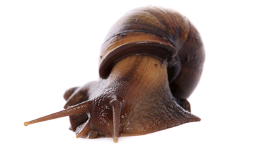 Snail shells offer clues to rare human condition