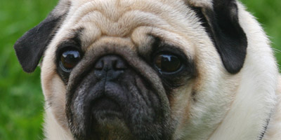 Takeaways and alcohol fuelling pet obesity crisis