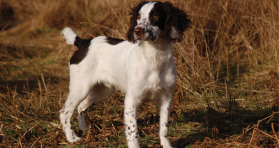 Scotland begins consultation on tail docking exemption