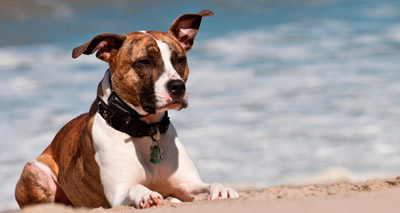 Dog welfare manifesto launches ahead of Scottish elections