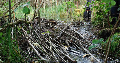 Beavers beneficial to Scottish environment, study finds