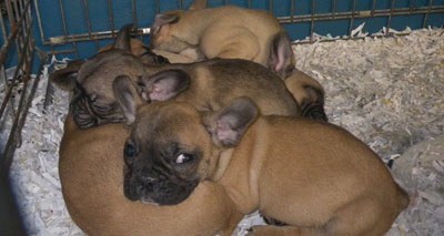 Fashion fuelling the unregulated puppy trade