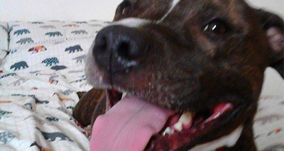 Video captures emotional reunion thanks to microchip