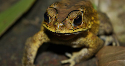 Toxic toads threaten Madagascar