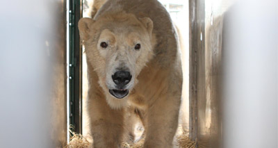 Polar bear breeding programme gets underway