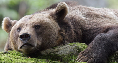 Brown bear study offers clues on metabolism