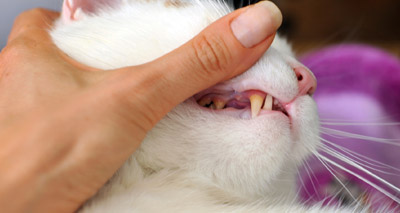 Stem cell therapy treats chronic oral disease in cats