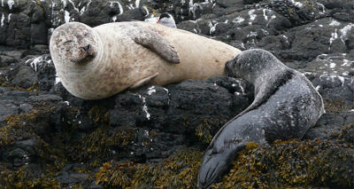 Salmonella in seals raises environmental concerns