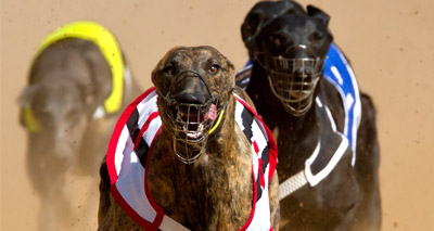 Bookies must contribute more to protect greyhounds, say MPs